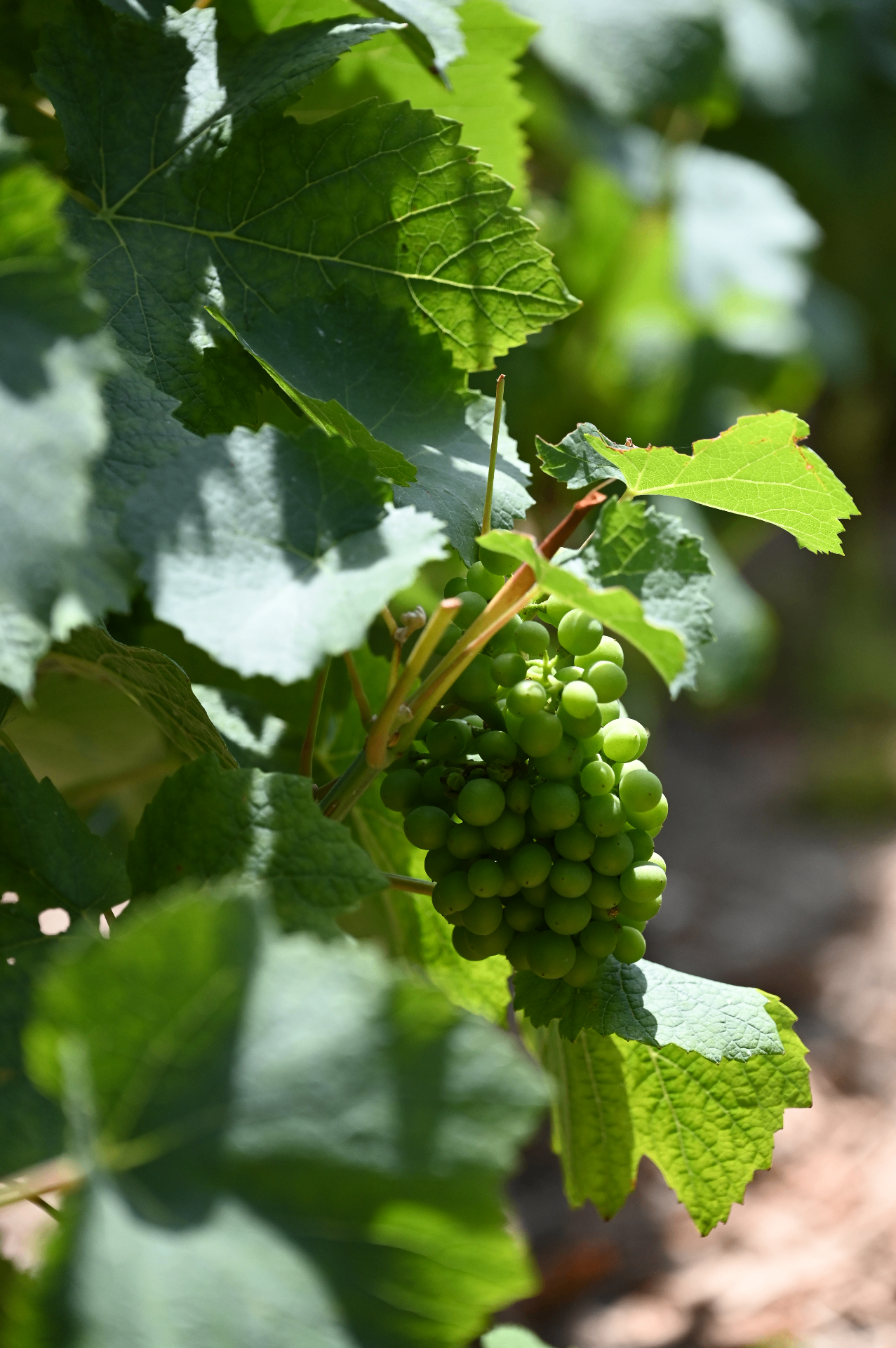 Grappes de raisin vert dans les vignes